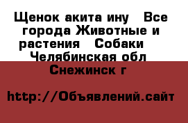 Щенок акита ину - Все города Животные и растения » Собаки   . Челябинская обл.,Снежинск г.